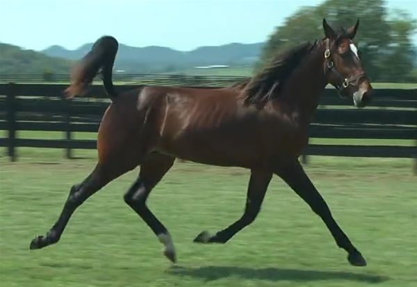 Standard Bred Yearlings